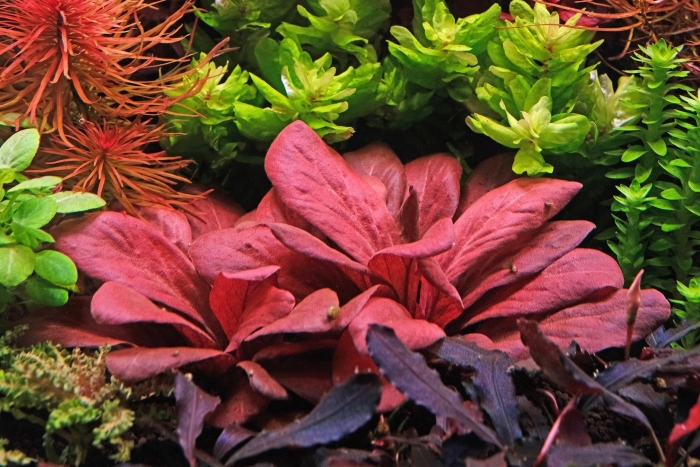 Аквариумное растение