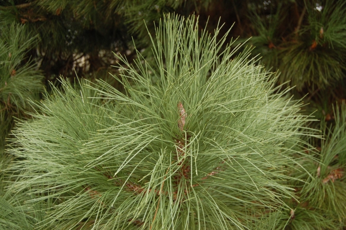 Pinus coulteri