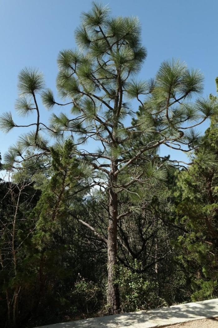 Pinus ponderosa var scopulorum