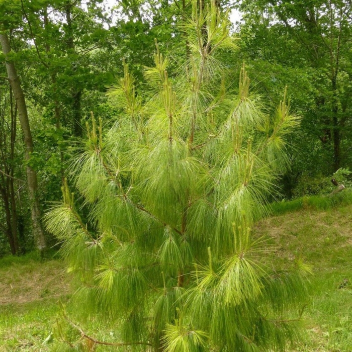 Pinus patula