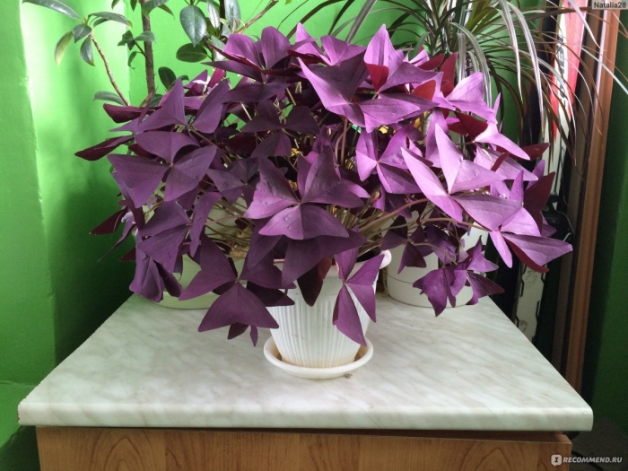 Оксалис мадам баттерфляй