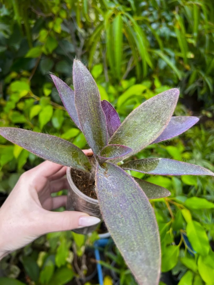 Традесканция сеткреазия пурпурная