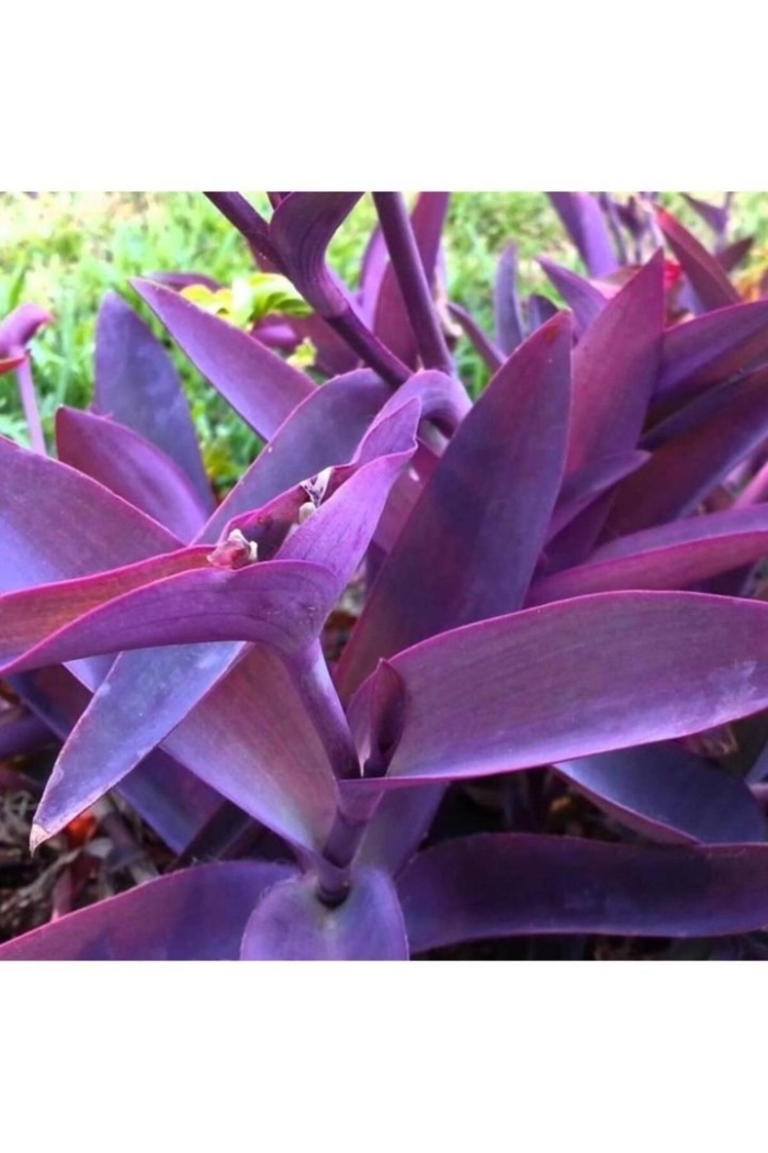 Сеткреазия пурпурная