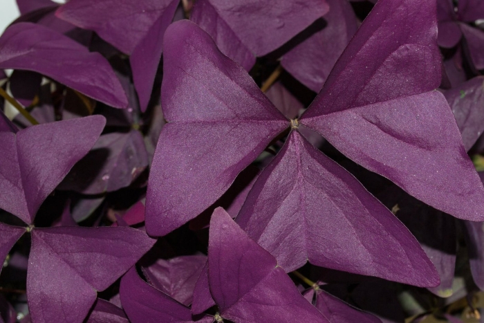 Кислица треугольная (oxalis triangularis)