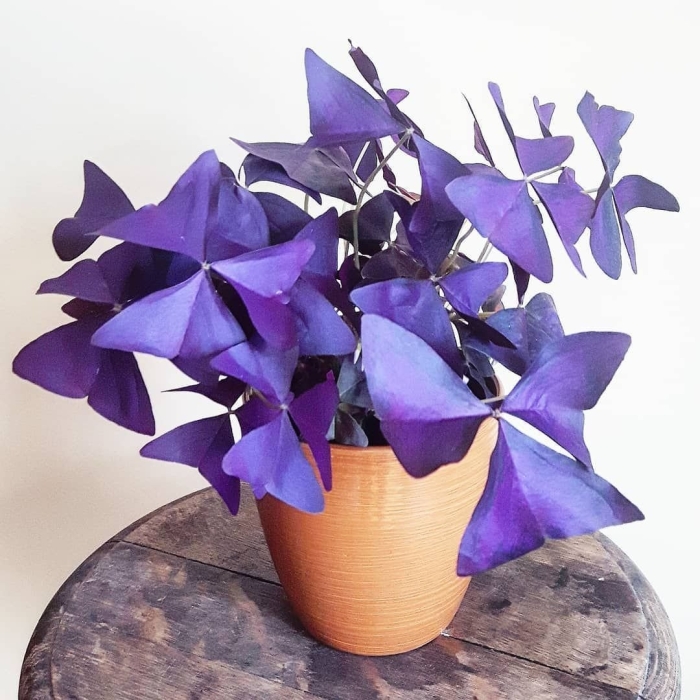 Оксалис триангулярис