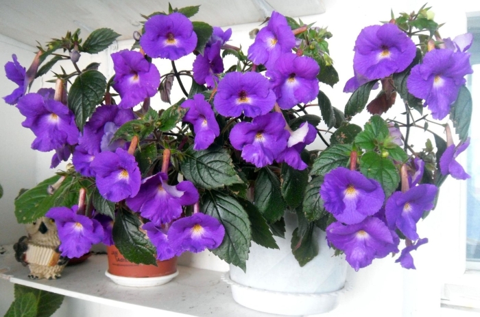 Ахименес пурпл кинг