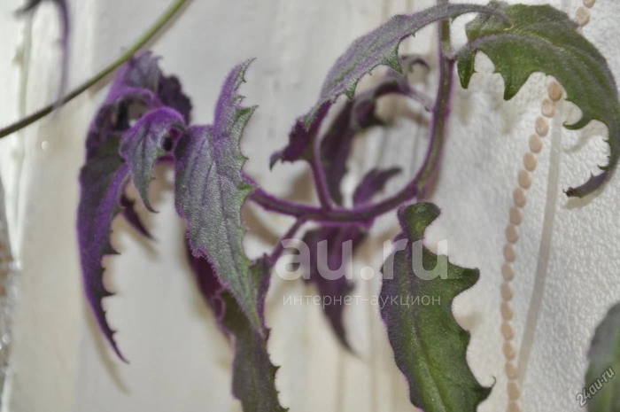 Гинура вьюн