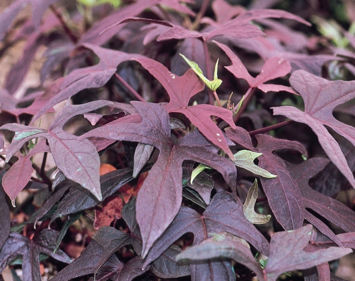 Ипомеей батат