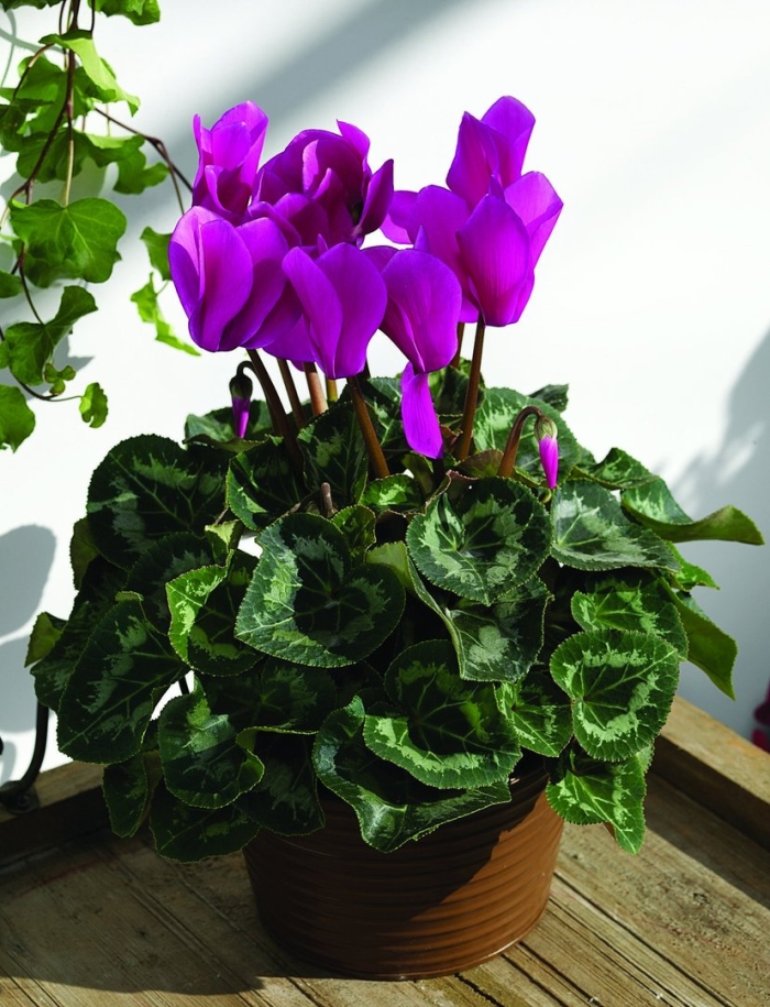 Цикламен лиловый