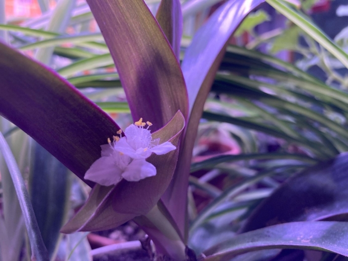 Рео ладья моисея цветок