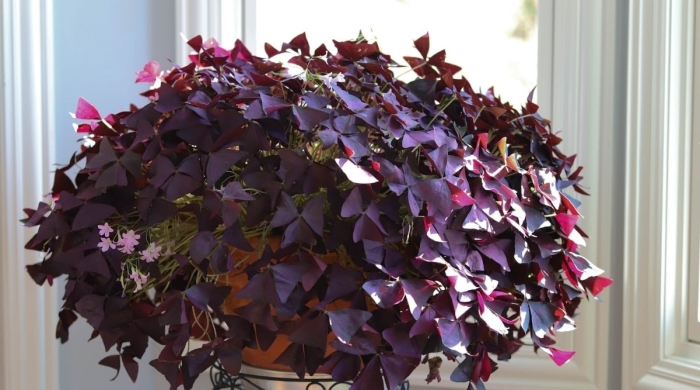 Оксалис кислица