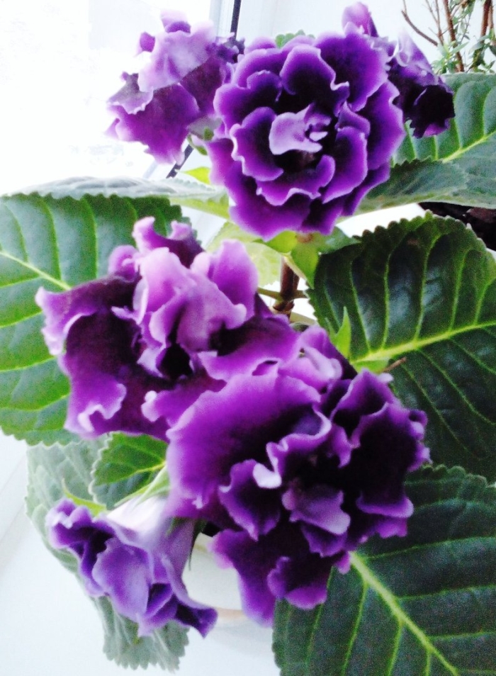 Цветок глоксиния