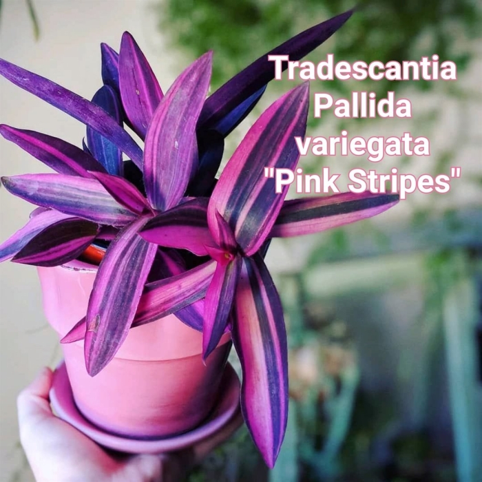 Традесканция pallida pink stripe