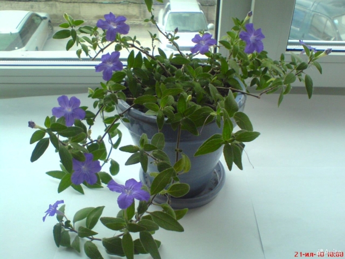 Руэллия ампельная