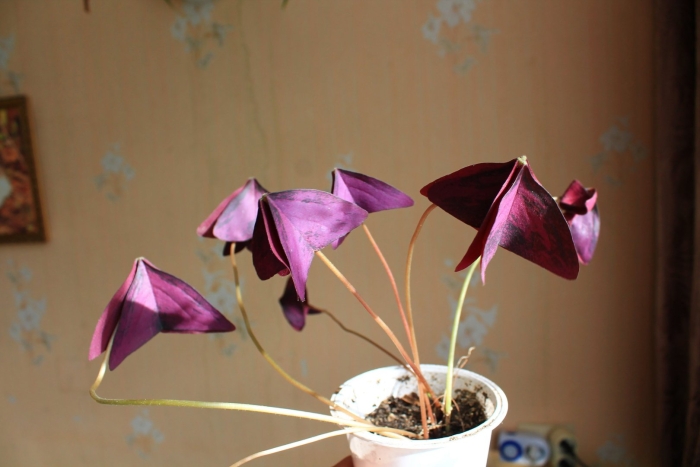 Оксалис кислица