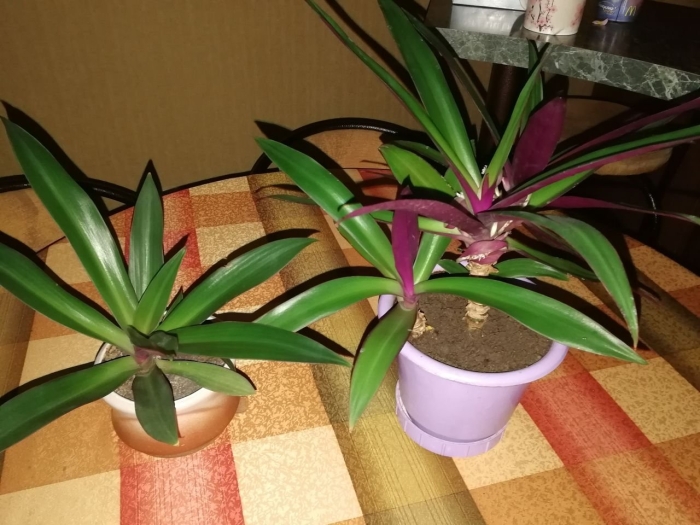 Традесканция рео