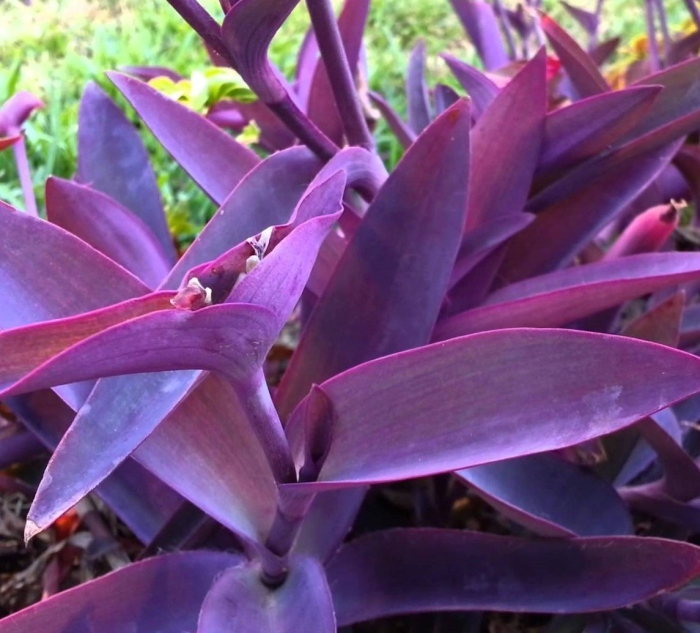 Tradescantia pallida