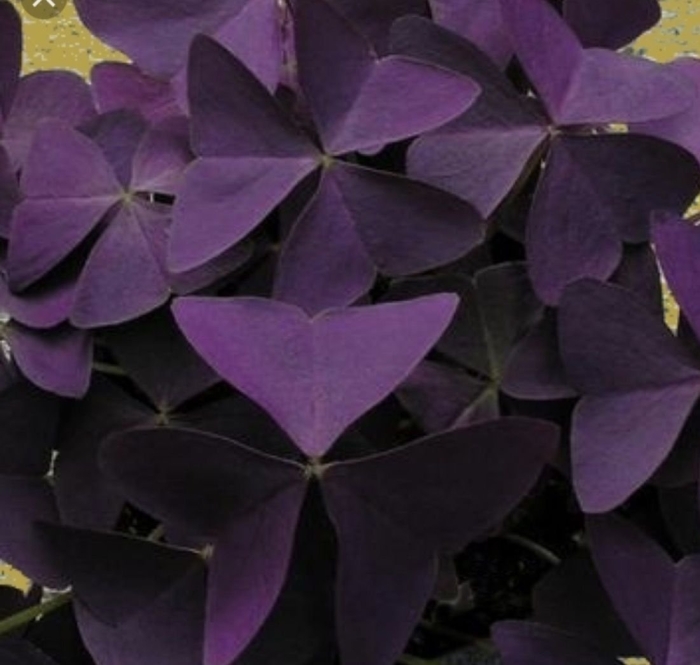 Оксалис блэк вельвет