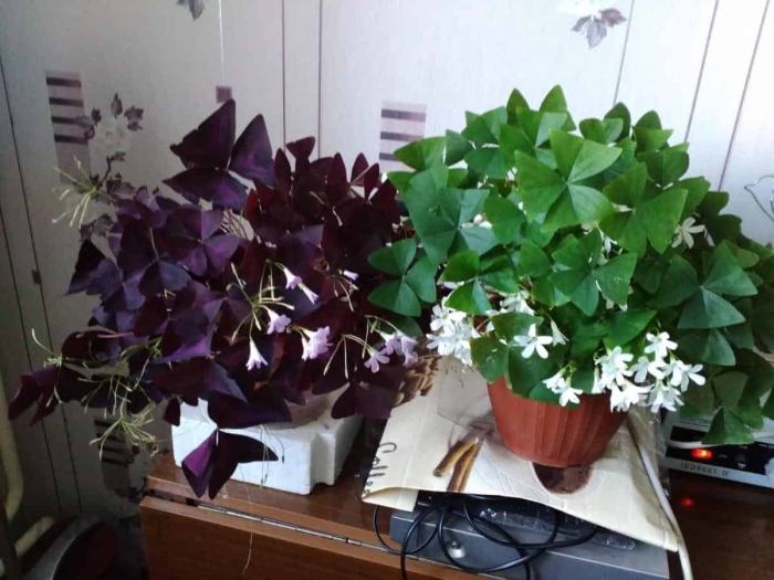 Кислица оксалис стеллата