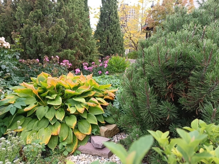 Хвойники бадан хоста