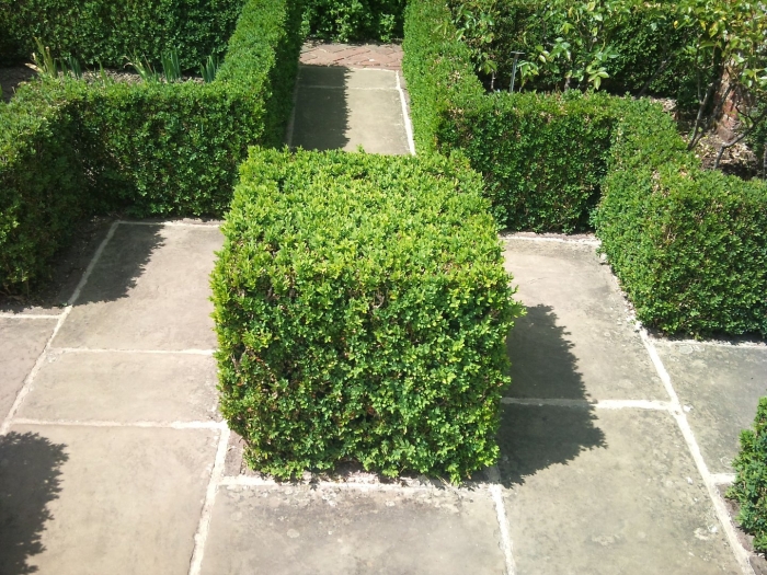 Живая изгородь самшит