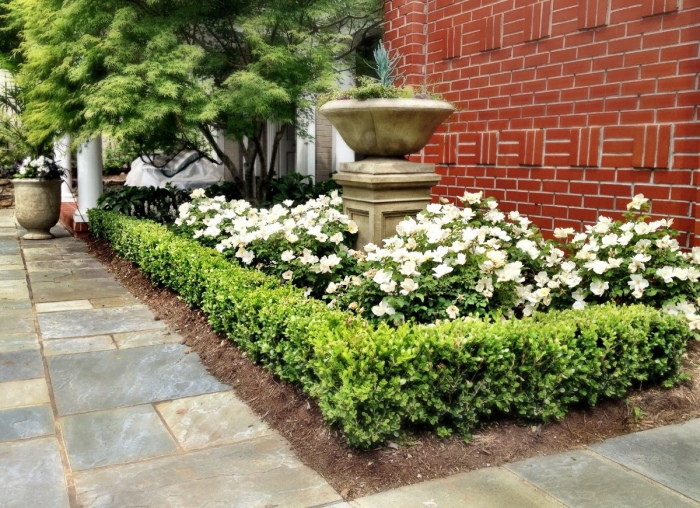 Самшит бордюрный низкорослый