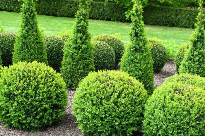 Buxus sempervirens самшит