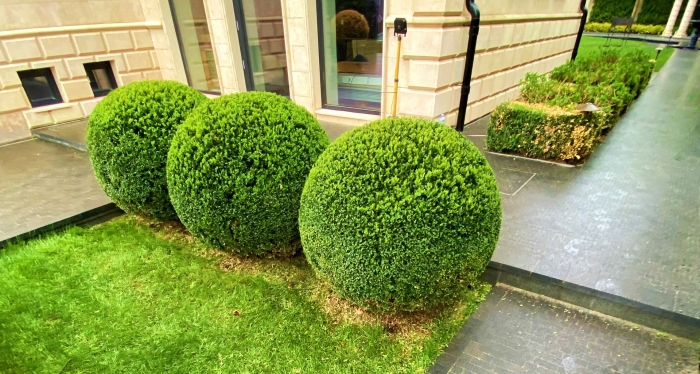 Самшит вечнозеленый (шар)