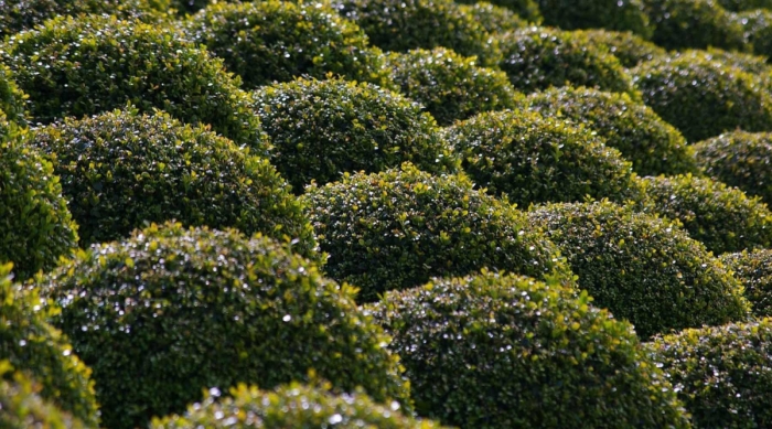 Самшит вечнозелёный