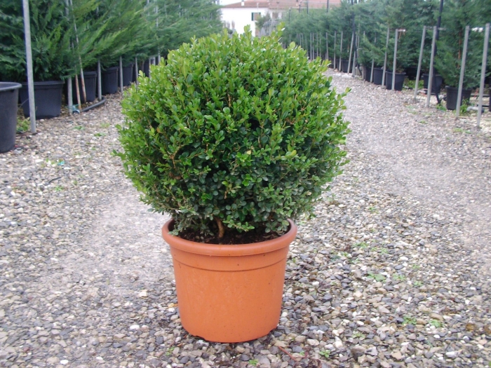 Самшит мелколистный голден триумф