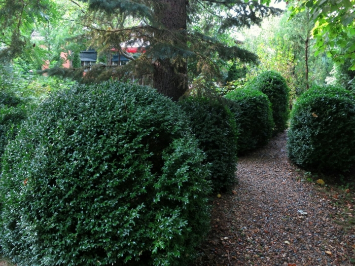 Самшит камень