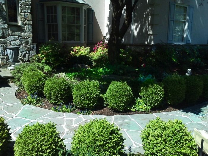 Тенистый хвойный палисадник