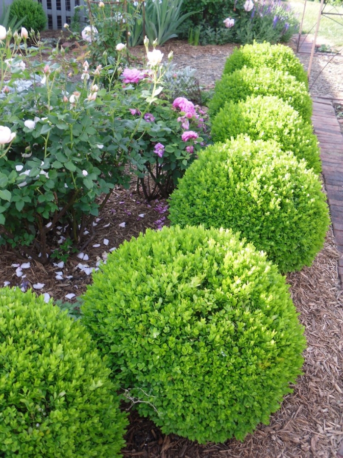Самшит вечнозеленый buxus sempervirens