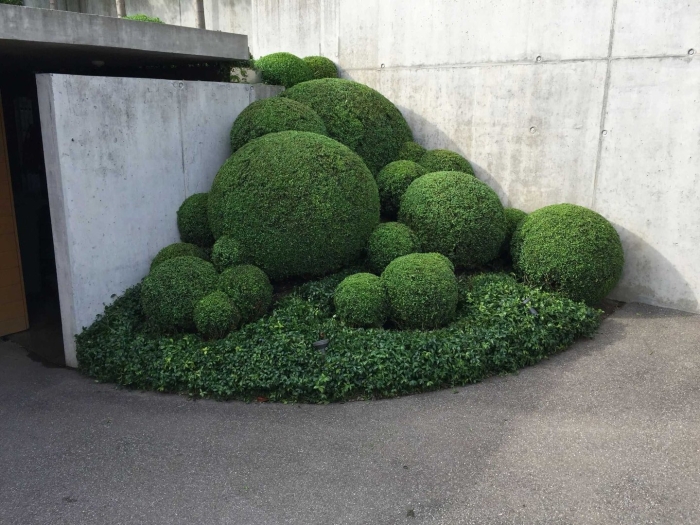 Самшит в ландшафтном дизайне