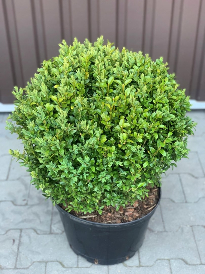 Самшит китайский