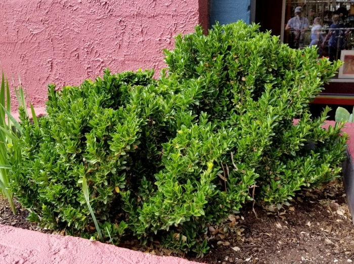 Барбарис самшитолистный нана