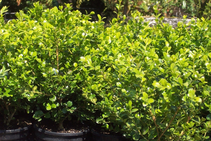 Самшит вечнозелёный мелколистный