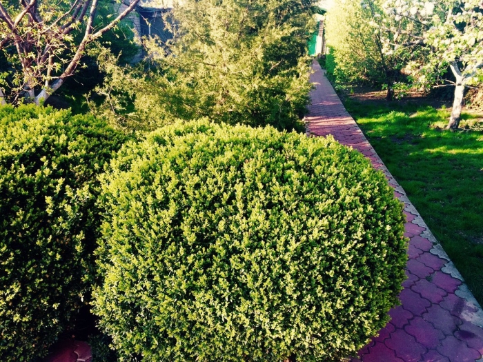 Самшит вечнозеленый