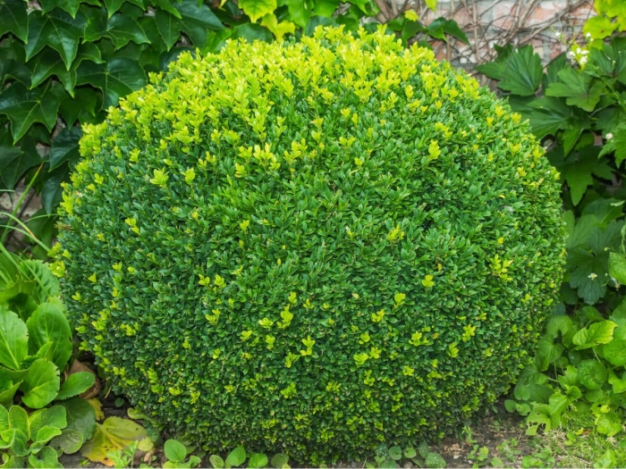 Buxus sempervirens изгородь