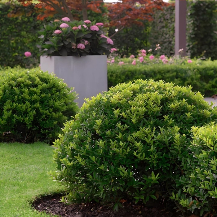 Бересклет ауреомаргината