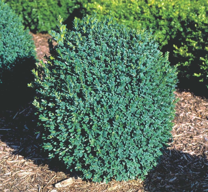 Самшит вечнозеленый блауэр хайнц