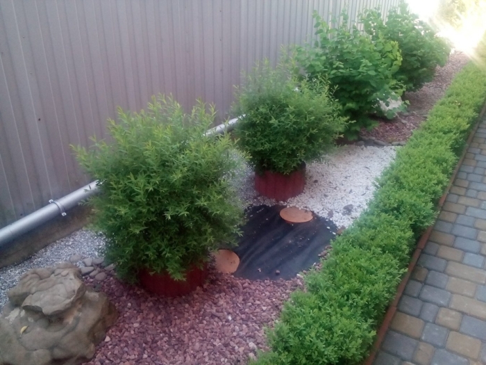 Самшит с барбарисом в ландшафтном