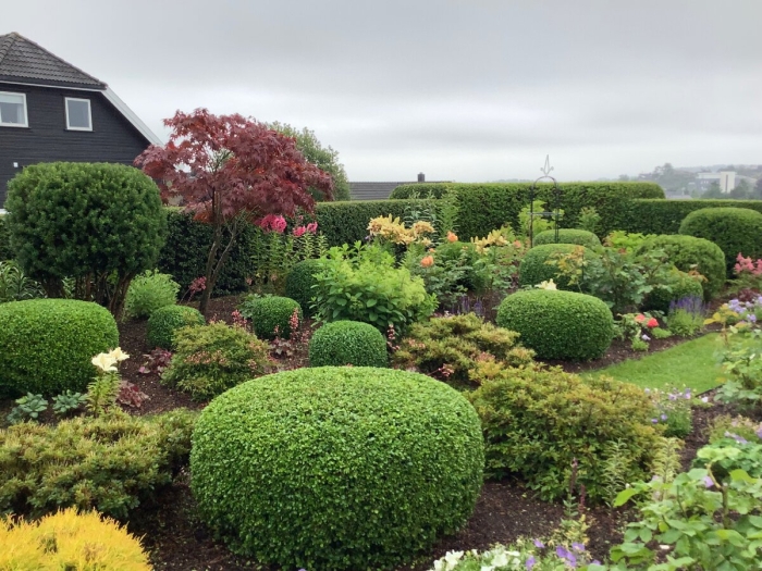 Топиарная стрижка самшита