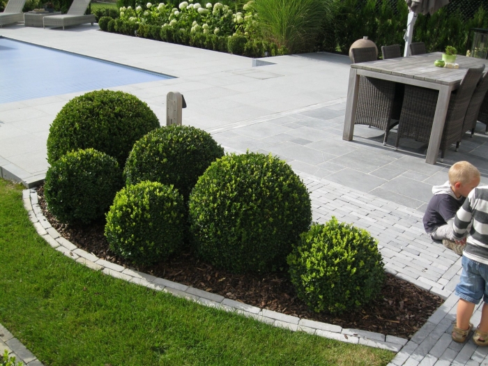 Самшит вечнозеленый в ландшафтном дизайне