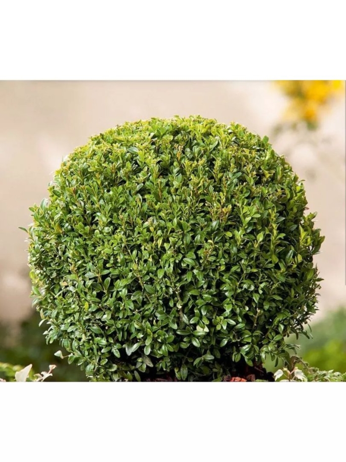 Самшит вечнозеленый (40-60см/c5/зкс)