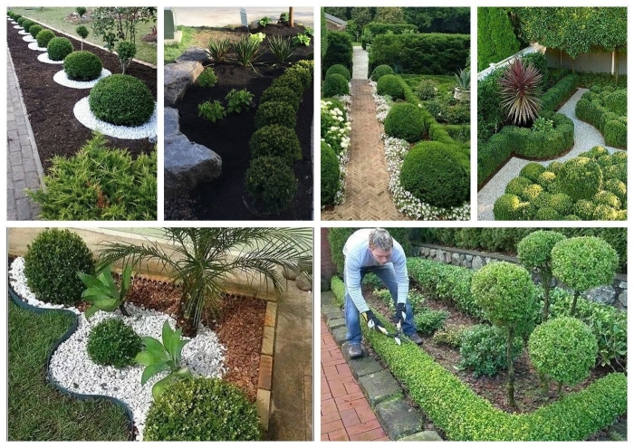 Самшит в саду