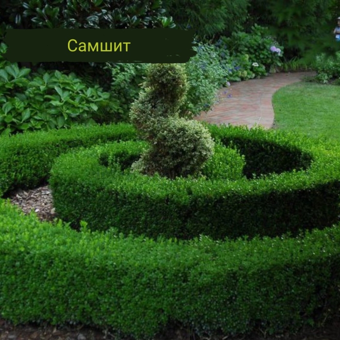 Самшит буксус бордюрная