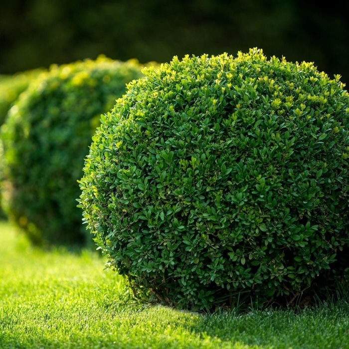 Растение самшит