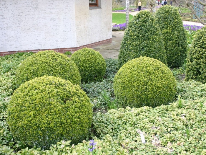 Самшит вечнозеленый aureovariegata