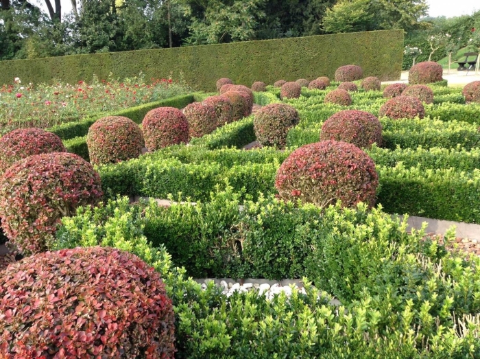 Топиарная стрижка барбариса